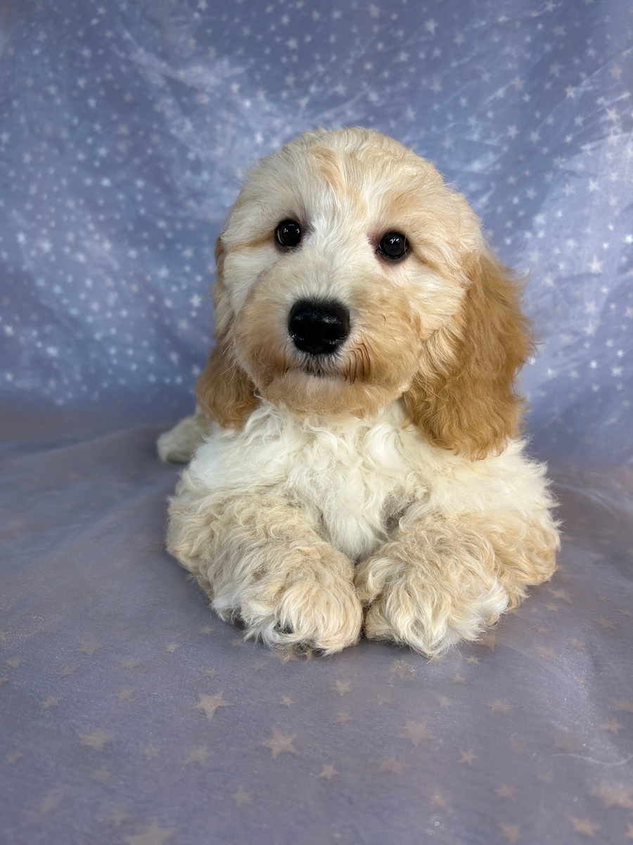 Female Bichon Poodle Puppy for Sale in Iowa DOB 6-22-2026 $750